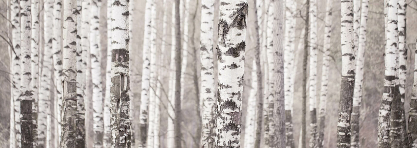 birke architekten Ludwigsburg ökologisch bauen